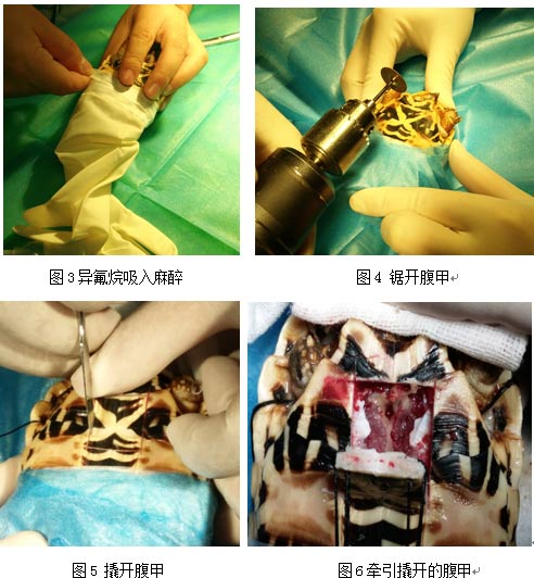 关于膀胱结石治疗方法,陆龟结石手术流程