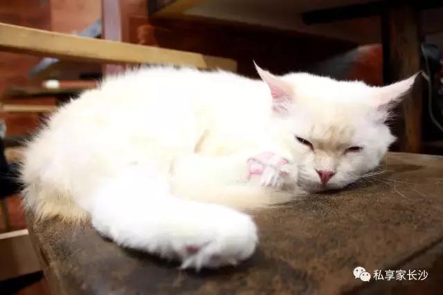 论“在餐厅一边看mao片，一边撸”，是一种什么样的体验？