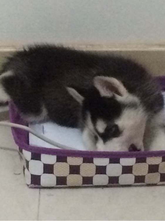 三个月大的哈士奇怎么天天拉稀,哈士奇幼犬拉稀又吐没精神怎么办