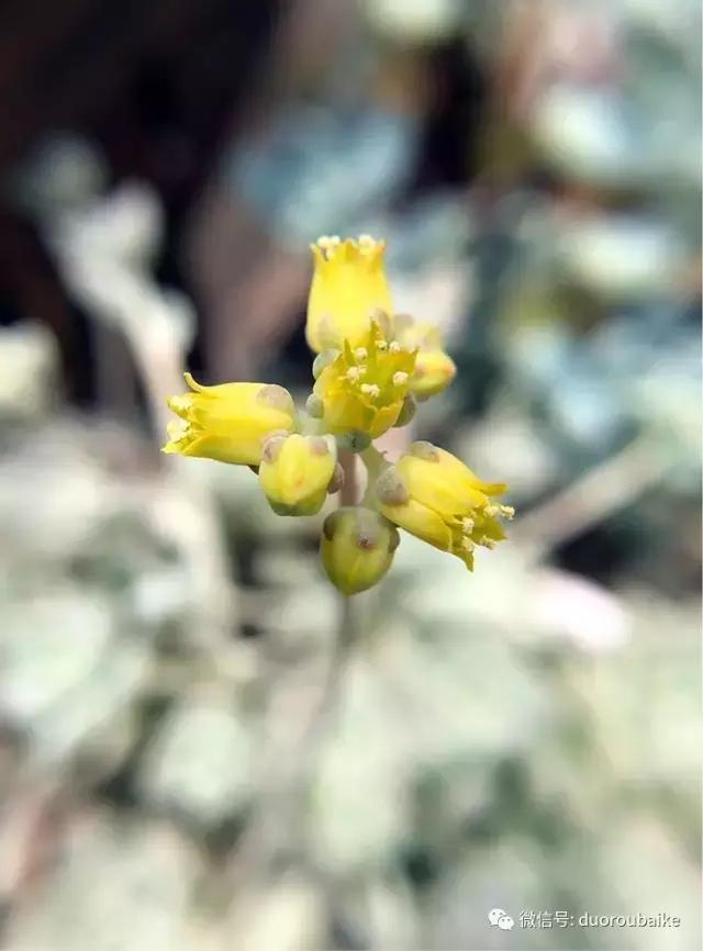 沉浸在花花草草的世界里,沉浸在动物和花海世界中