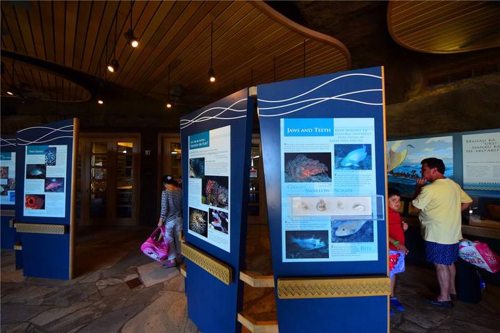 骨灰级探险视频,水上运动场夏威夷maui岛浮潜