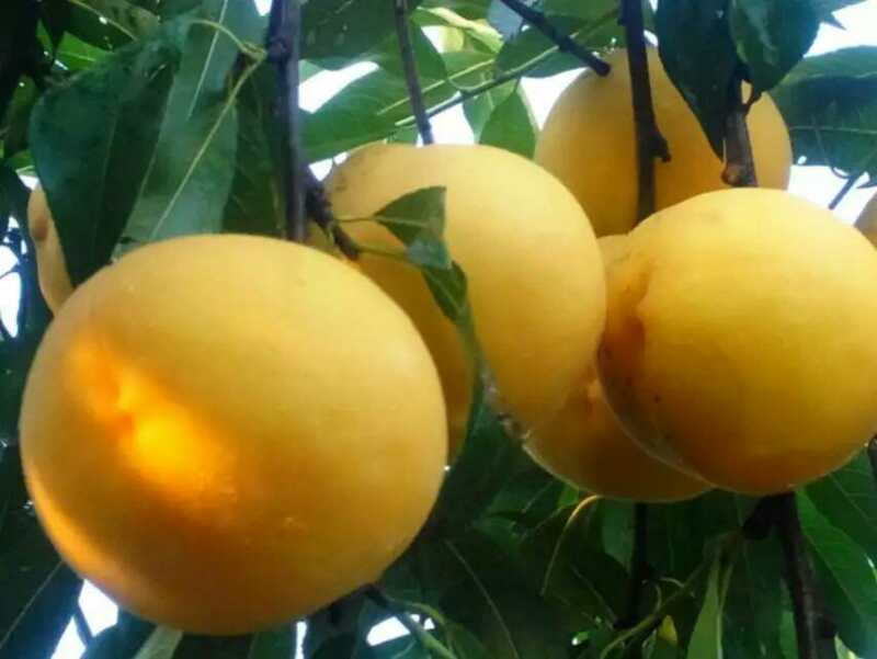 有蕡其实：爱上诗老河口黄桃杯诗歌全国征文大赛获奖作品展播