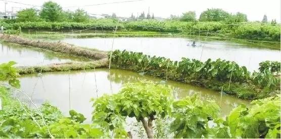 桑基鱼塘农耕文化体验区,传统桑基鱼塘不断萎缩的根本原因