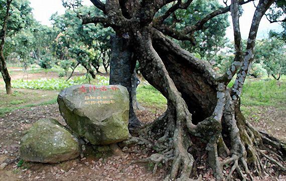 这个季节到茂名，我可能撑死在高州