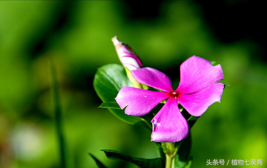 怎么知道浇花水浇够了,浇花怎样知道浇透了没有