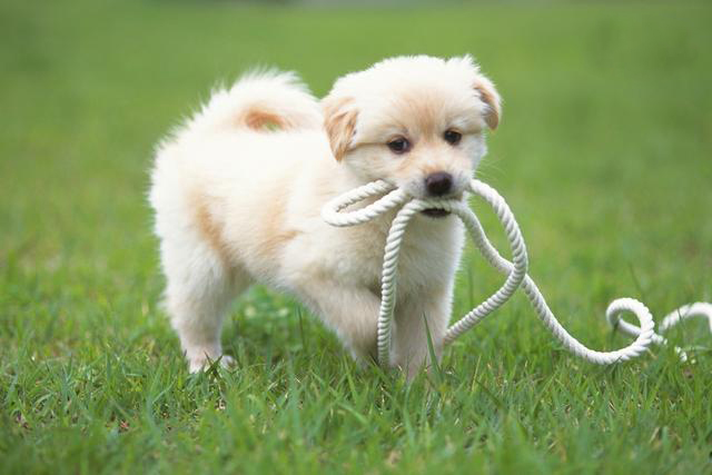 宠物狗不肯洗澡怎么办,养狗狗一天不在家怎么办