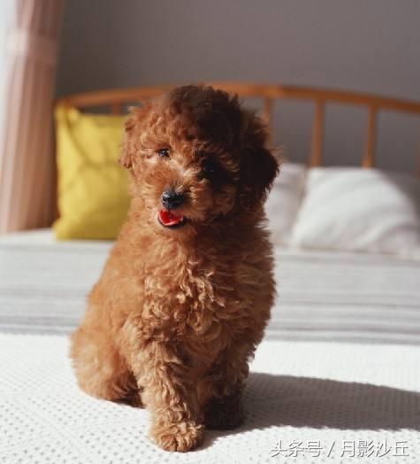 泰迪狗感冒症状严重了怎么办,泰迪犬感冒有哪些症状