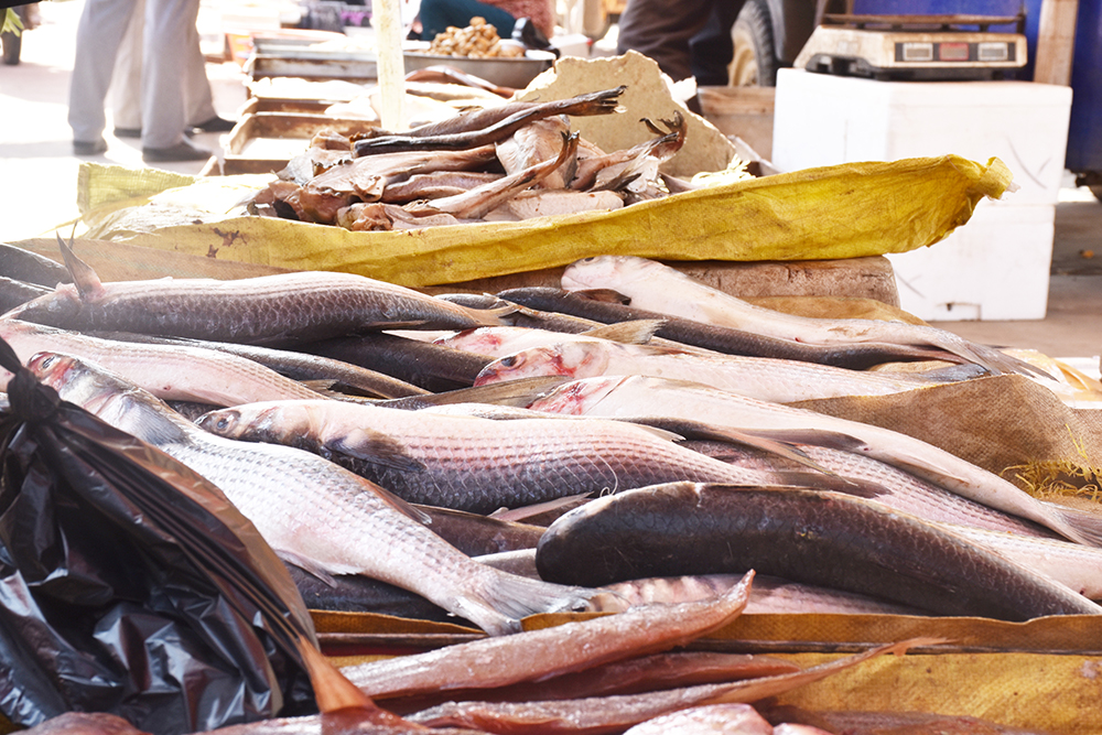 经典海鲜摄影图片,鲜活海鲜摄影技巧