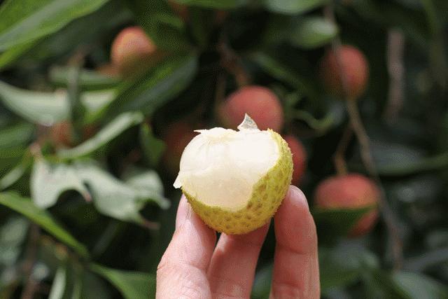 这个季节到茂名，我可能撑死在高州
