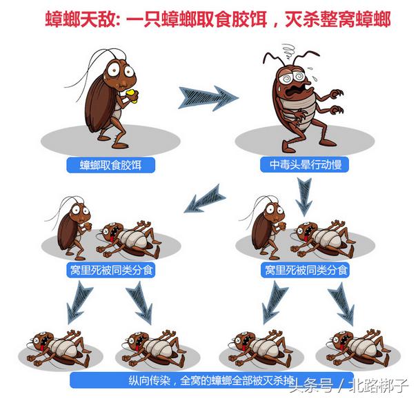 蟑螂药科普合集,蟑螂药视频大全