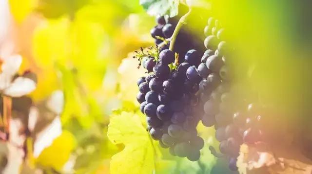 水果店商业模式的核心是什么,水果店传统零售转型新零售