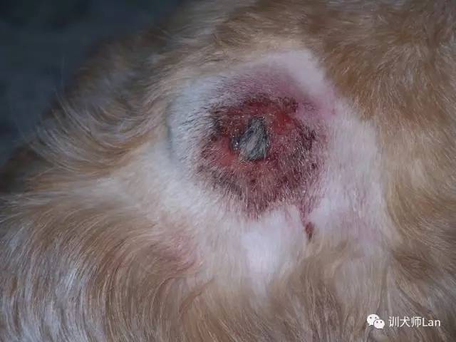 狗皮肤红肿痒小水泡,狗皮肤发红结痂痒是什么病