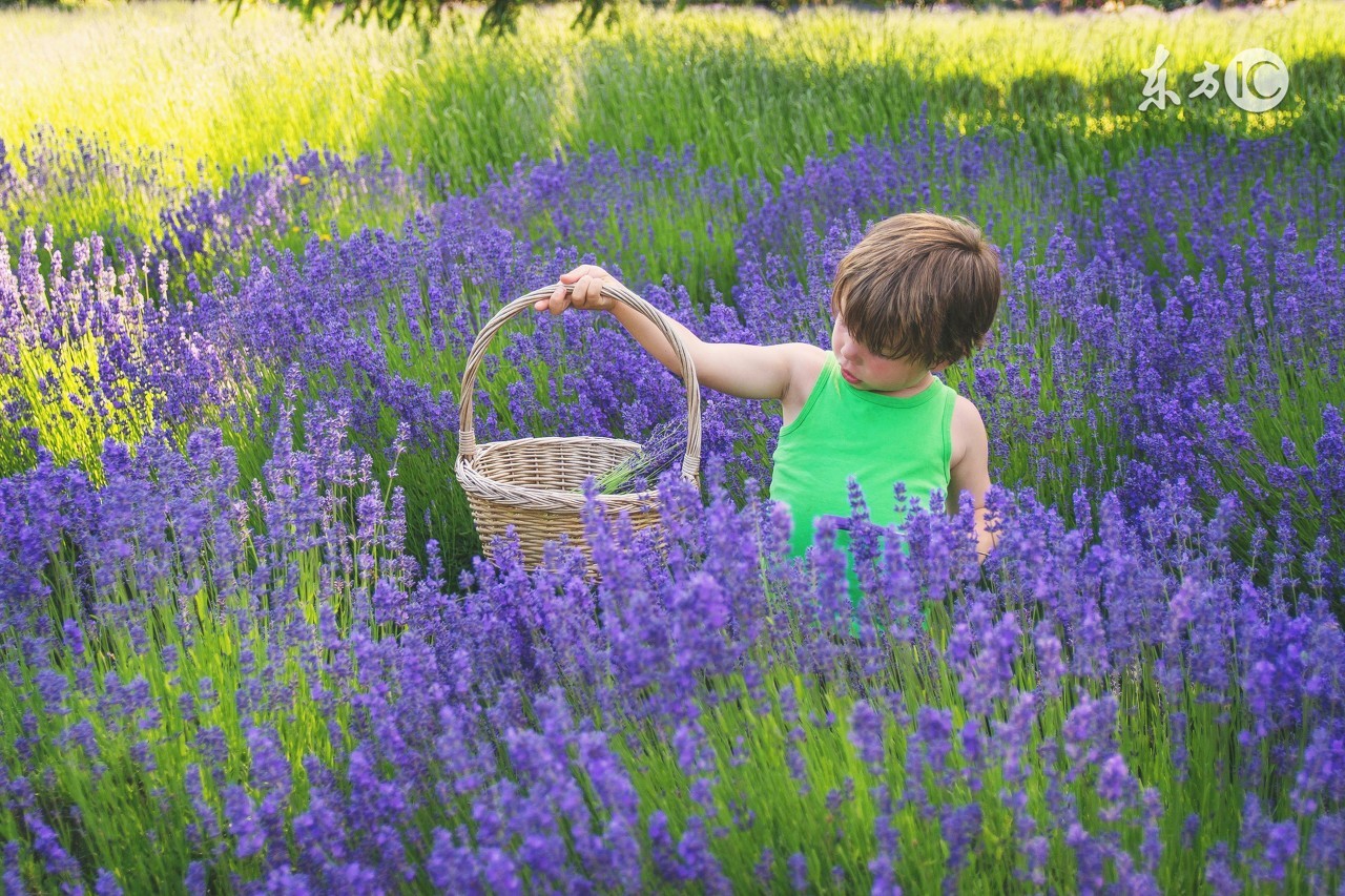 薰衣草之乡浪漫的地方普罗旺斯,普罗旺斯薰衣草庄园游玩