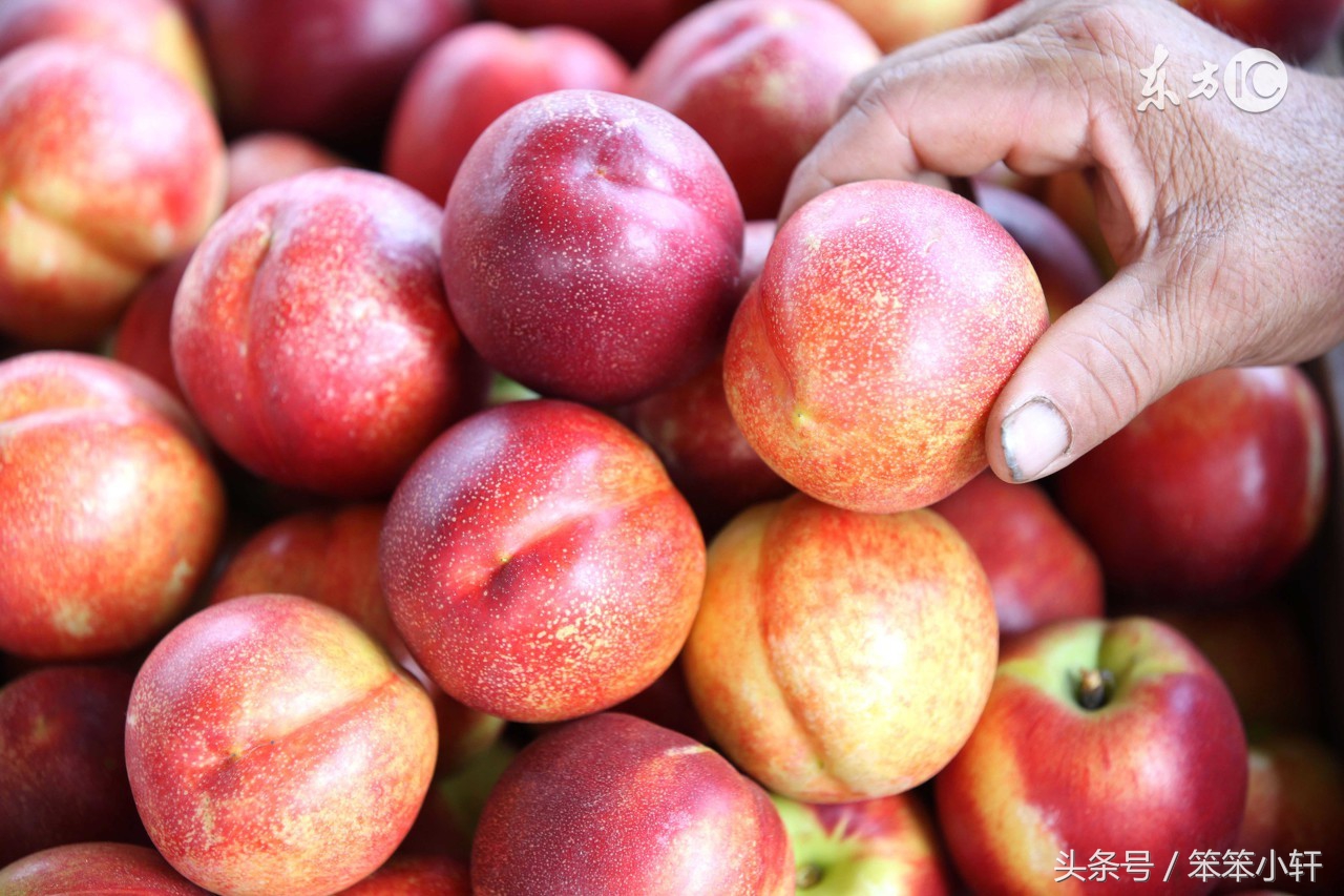 夏日也是瓜果丰收的季节,瓜果成熟的季节是几月