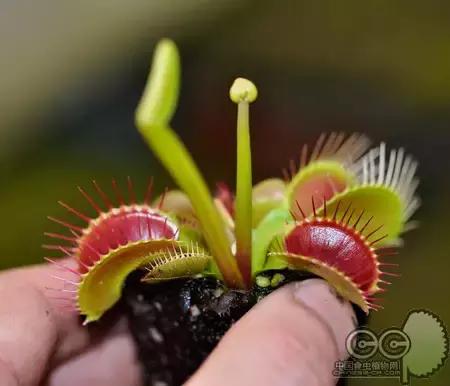 捕蝇草的一些知识,捕蝇草到底应该怎么养