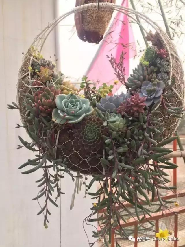 养了一年多的多肉没啥变化说说,养了几年的多肉快要全军覆没了