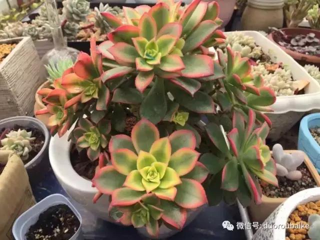 养了一年多的多肉没啥变化说说,养了几年的多肉快要全军覆没了