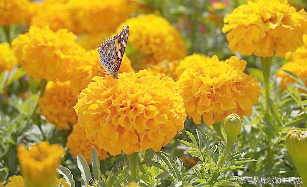 库尔勒绿化带,库尔勒绿化带灌木是什么