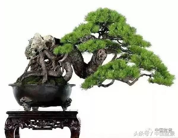 盆景悬根露爪美不胜收