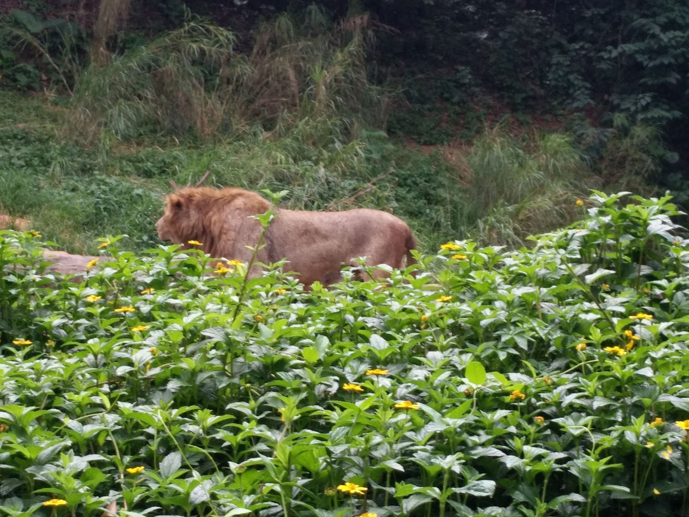 带一岁半宝宝去长隆野生动物园,长隆野生动物园最佳路线图