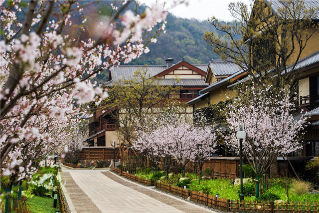 清风和煦，十里芳华，无锡灵山君来波罗蜜多酒店