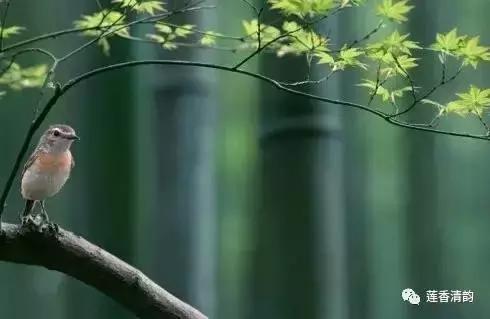 布谷鸟叫了完整版,布谷鸟叫了吗