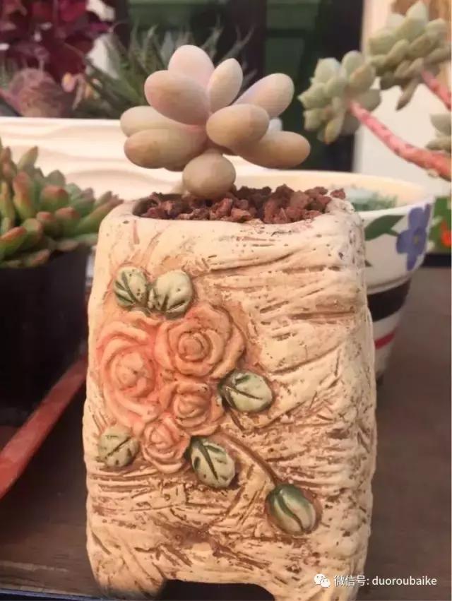 养了一年多的多肉没啥变化说说,养了几年的多肉快要全军覆没了