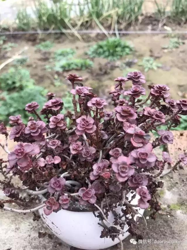 养了一年多的多肉没啥变化说说,养了几年的多肉快要全军覆没了