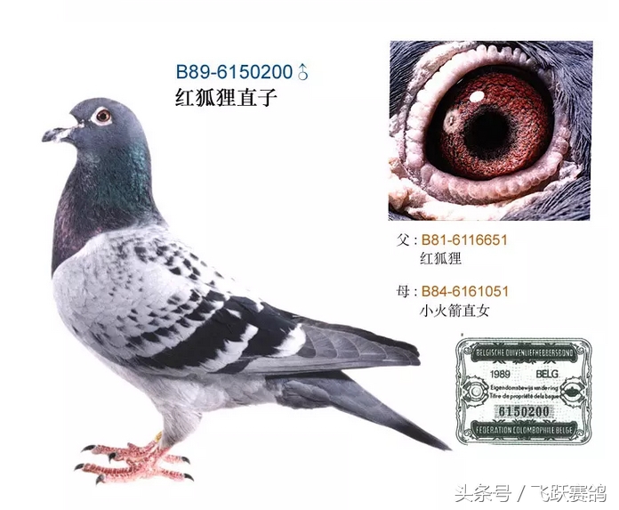 毛滴虫鸽子预防治疗方法,信鸽毛滴虫是什么引起的