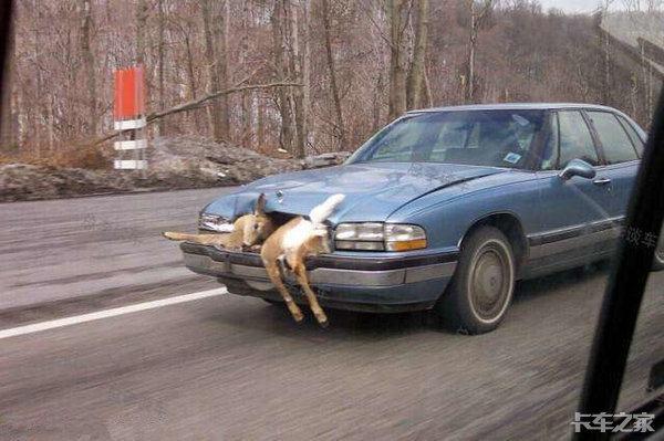 开车撞了条狗算不算交通事故,狗在马路上被车撞了怎么划分责任