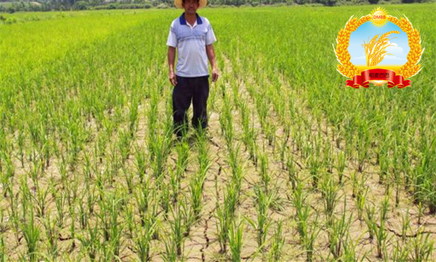 种稻田间杂草如何防治,农民的杂草怎么处理