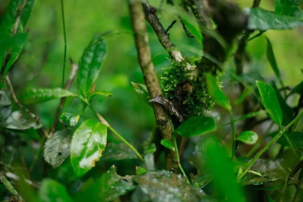 真正的金骏眉是什么样子的,金骏眉究竟什么样子的