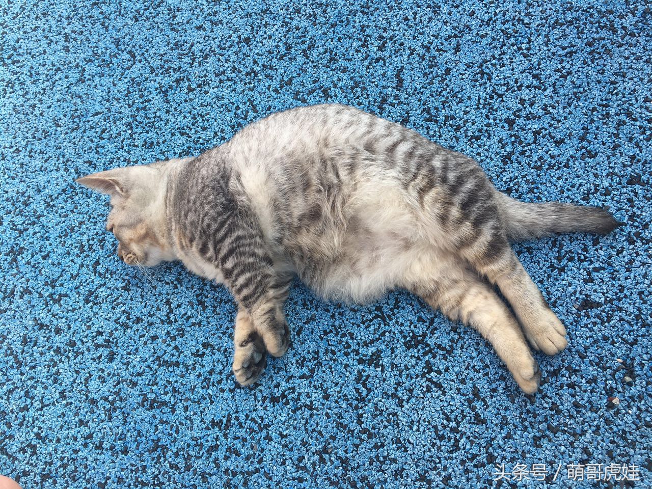 铲屎的带5只小肥猫跑步，跑了一圈回来发现喵星人居然还在原地