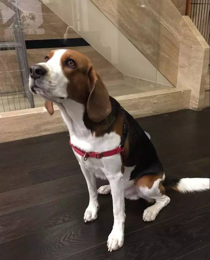 狗狗胸背P链项圈学问大了！快来看看你选的对不对