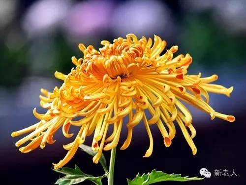 全国56个市花图片,中国各市市花集中图