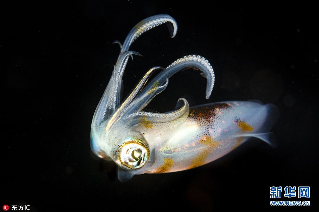 海洋世界奇特的动物,各种奇妙的海洋生物