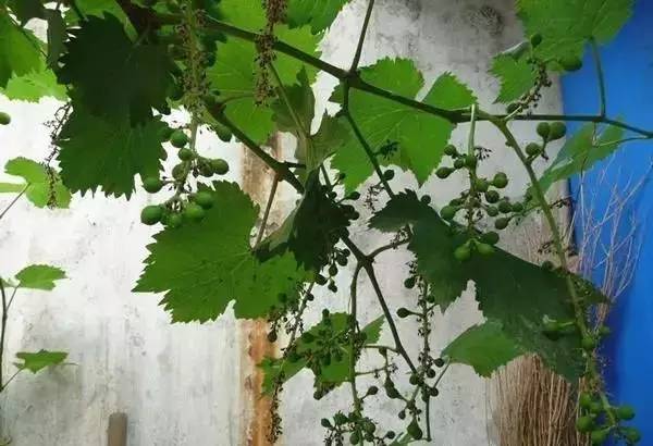 哪个品种的葡萄不易落花落果,葡萄落花落果用什么药