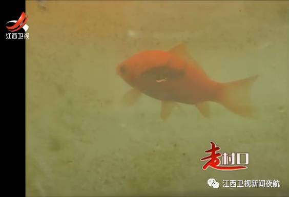 一种神奇的鱼,一种很神奇的鱼