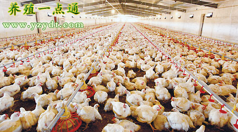 白羽肉鸡关节炎怎么治,肉鸡病毒性关节炎图片