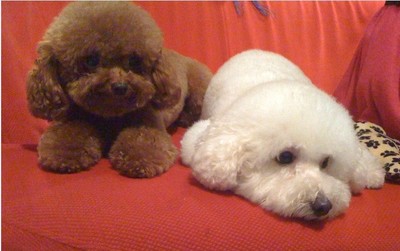 纠正边境牧羊犬挑食的坏习惯,纠正狗狗挑食有效办法