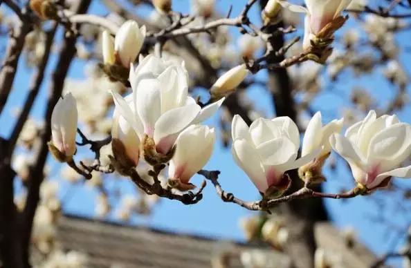 温暖的春天烟台,春天来了呈现出一片花的海洋