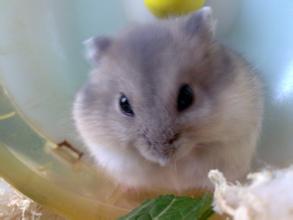 不小心把仓鼠害死了,小仓鼠吃什么对身体好