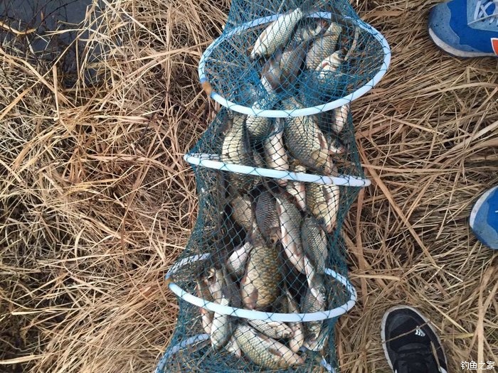 钓鲫鱼红虫带散炮,废弃鱼塘钓鲫鱼