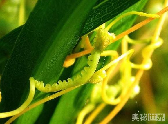 菟丝子和盐菟丝子的功效与作用,炒菟丝子和生的菟丝子功效哪个好