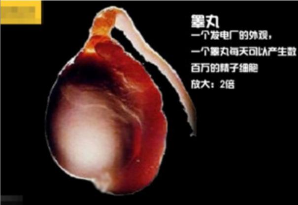 真实拍摄人类胚胎发育过程,10张图带你了解孕育全过程