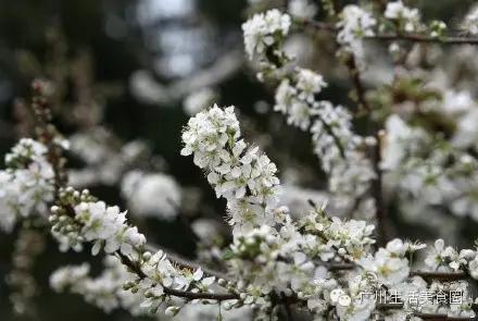 广东移动常用流量外省可以用吗,广东移动的流量可以转送的吗
