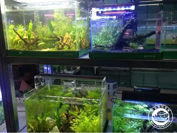 北京回龙观花鸟鱼虫,昌平回龙观附近的花鸟鱼虫市场