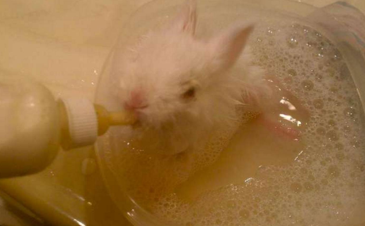 小兔灵机一动想出了一个办法,小兔子瘫痪