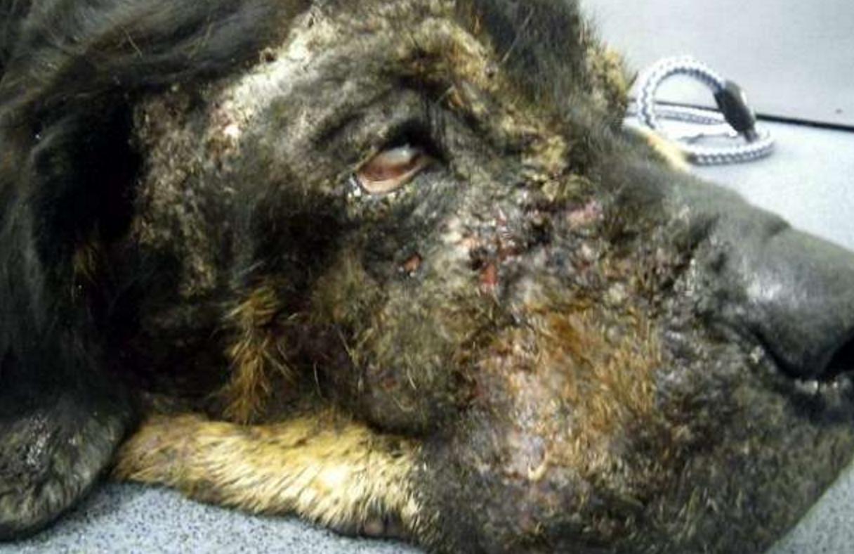 狠心的主人杀病猫,残忍主人将藏獒囚禁12年