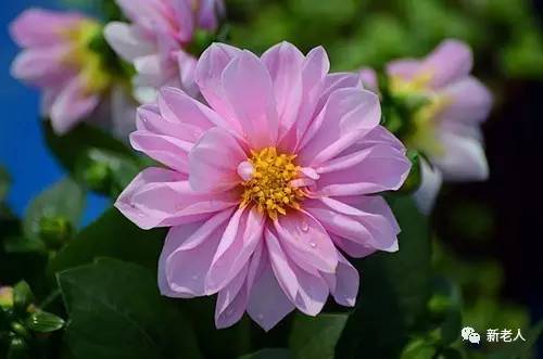 全国56个市花图片,中国各市市花集中图